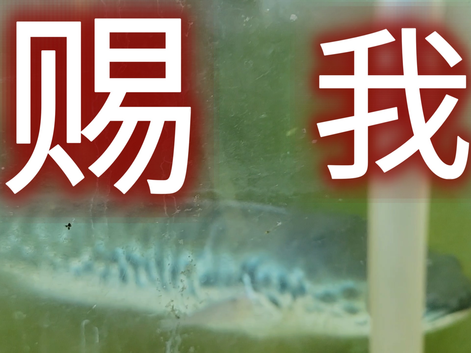 水妖精养铅笔非常的省事太阳光发色很容易小盾鳢