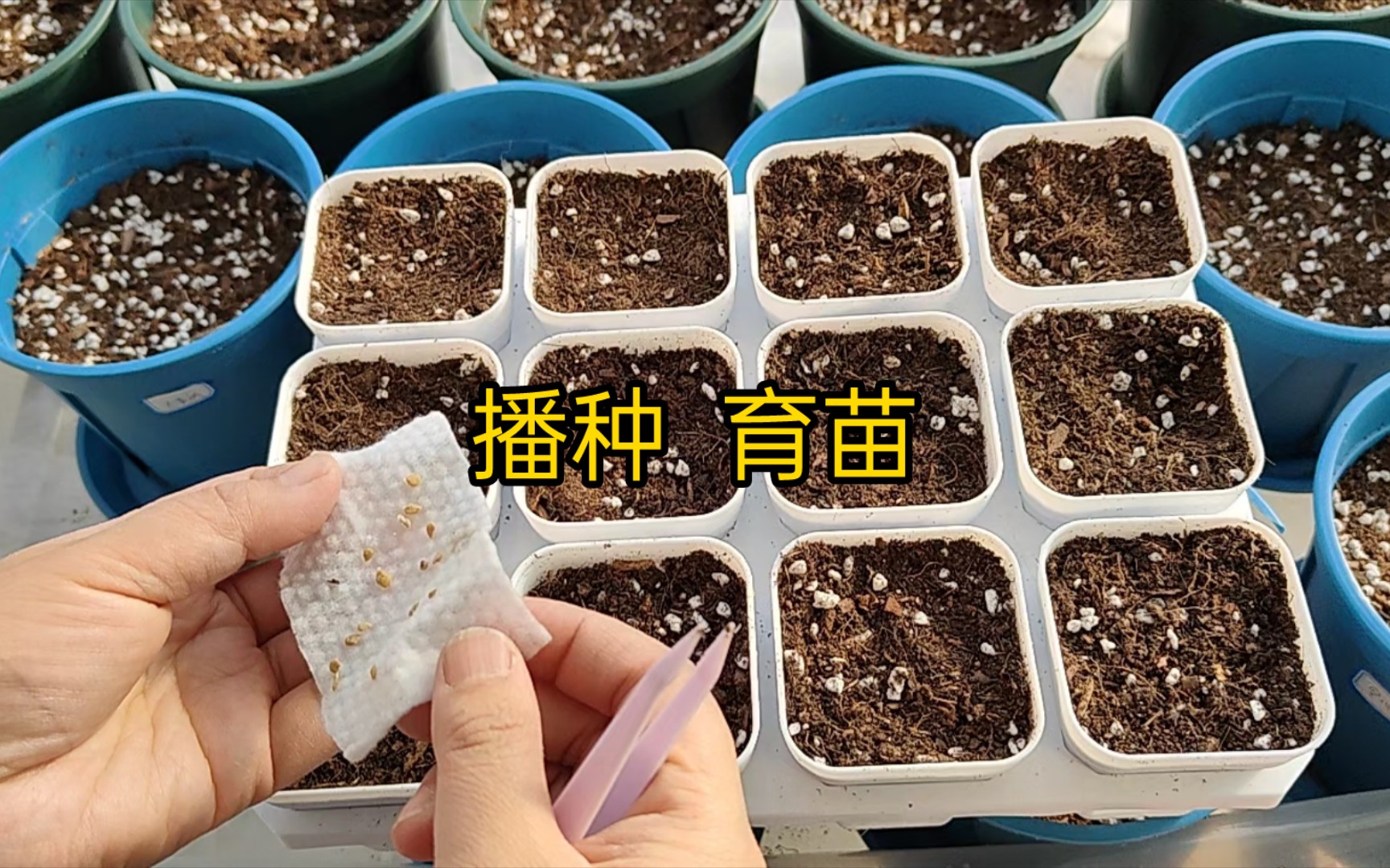 [图]这段时间都是在陆陆续续的泡种子催芽播种，今天第三批也正式开始播种了