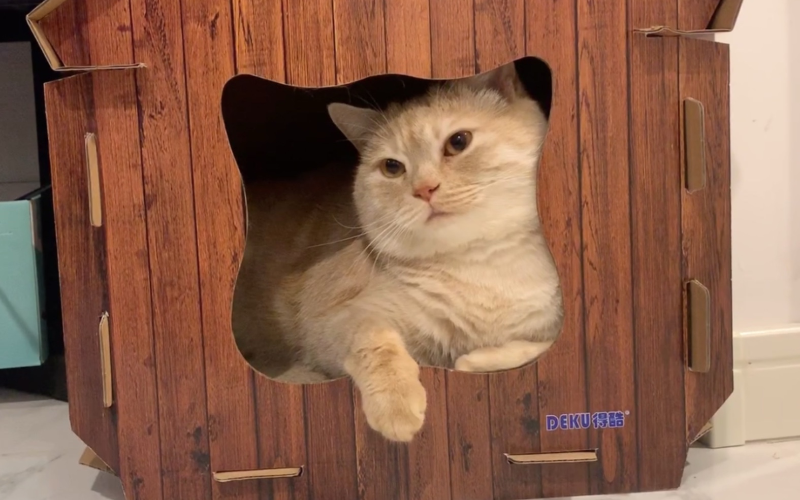 猫生赢家!当15斤的大胖橘猫拥有自己的私人别墅