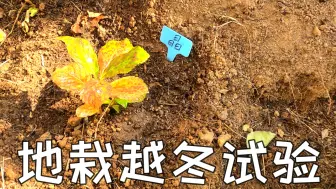 Download Video: 绣球花魔幻水晶小苗（0.5加仑）北方地区（青岛）地栽越冬试验