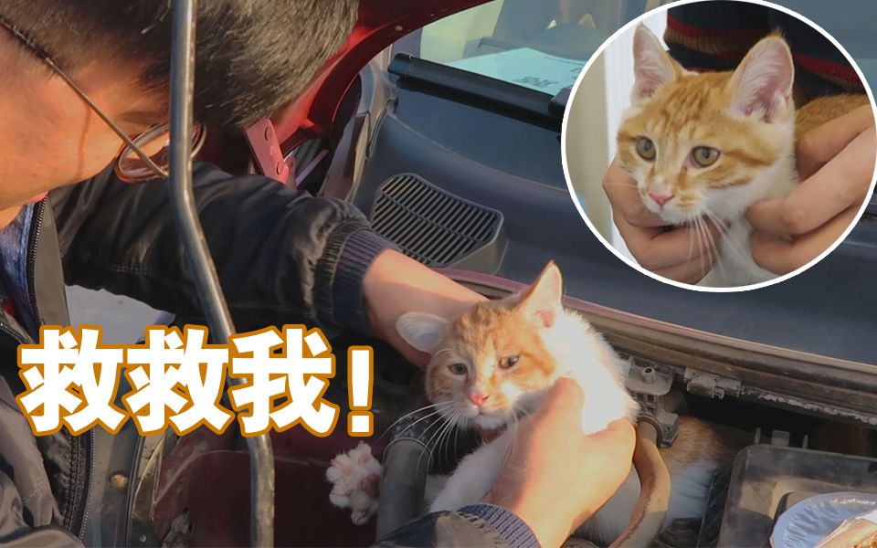 救助现场一只小奶橘躲在车引擎盖里家里4只猫的体重受到威胁了
