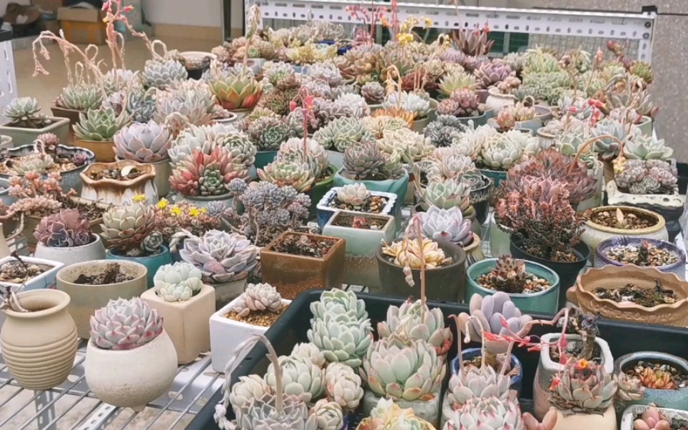 20210228部分多肉随拍