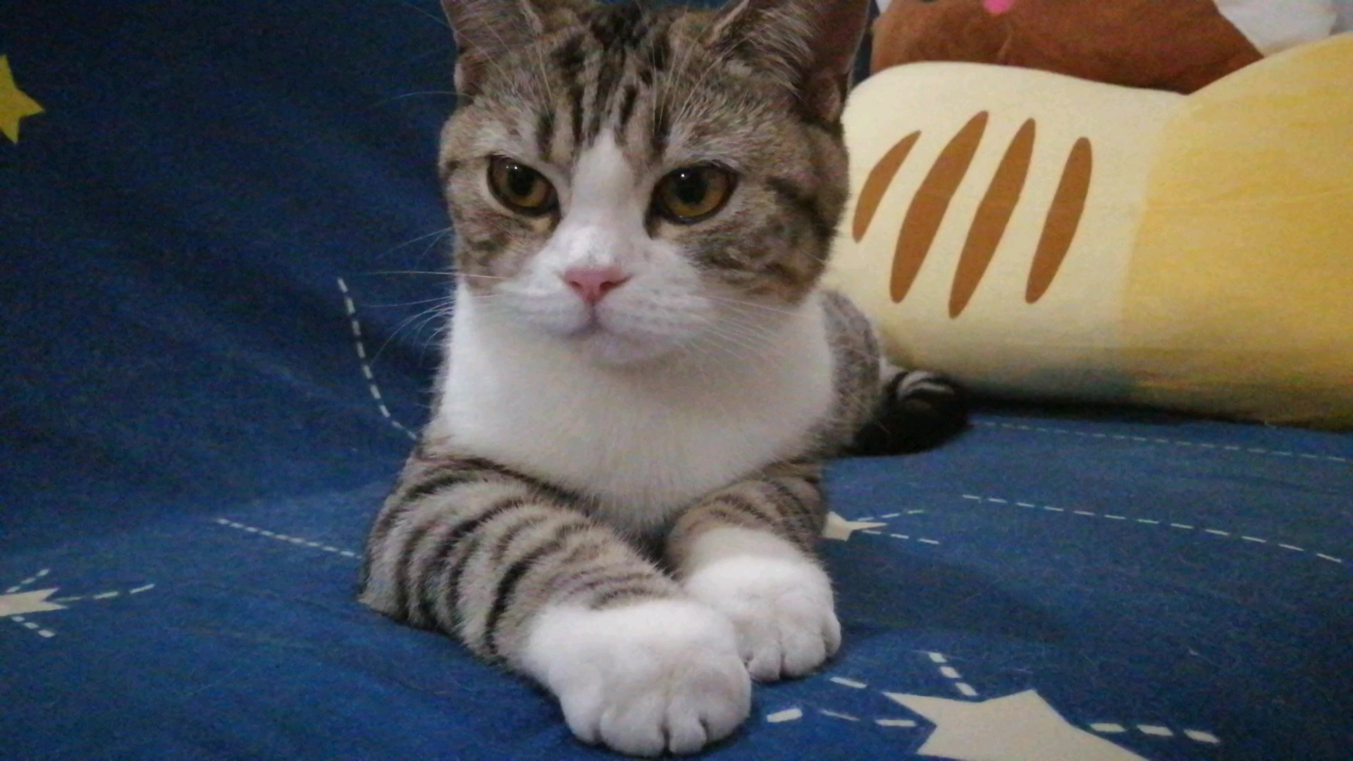 今日份安安静静小猫咪