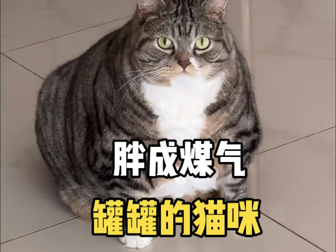 那些胖成煤气罐罐的猪咪哔哩哔哩bilibili