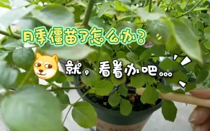 Download Video: 【月季】铃之妖精僵苗了？收拾她！