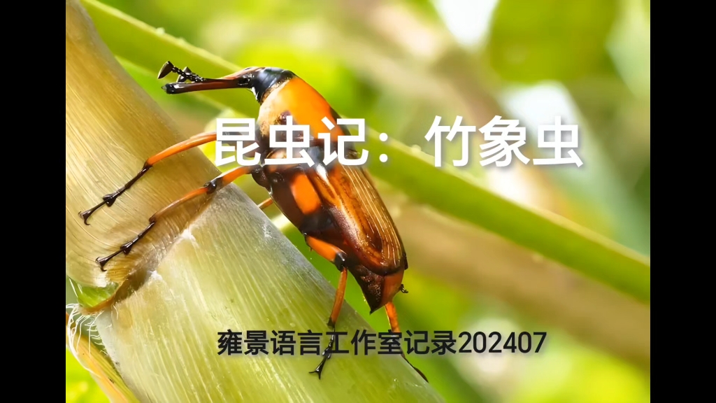 昆虫记:竹象虫