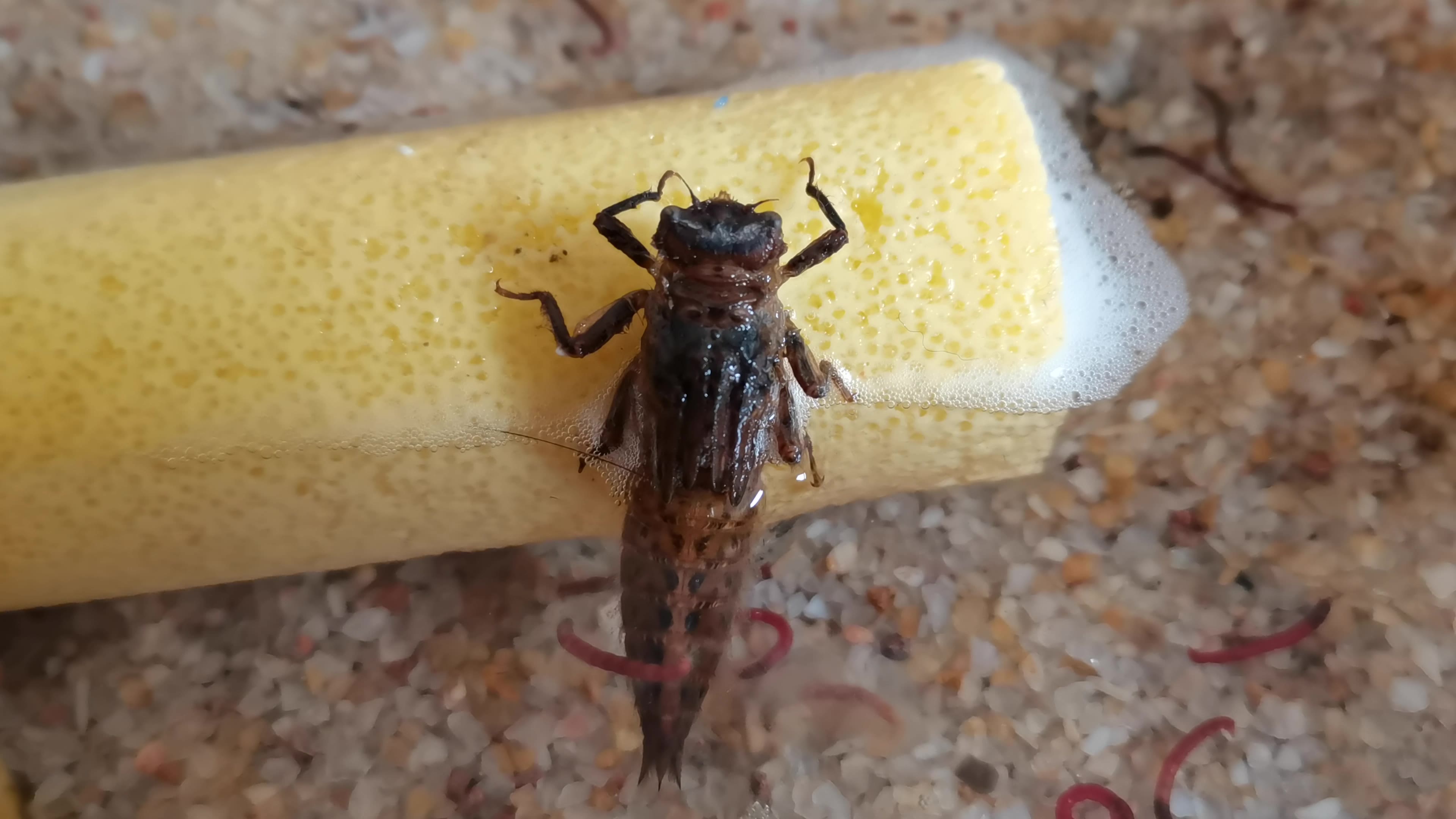 第一次拍到末龄蜻蜓幼虫稚虫呼吸空气末龄蜻蜓稚虫随着身体的逐步发育