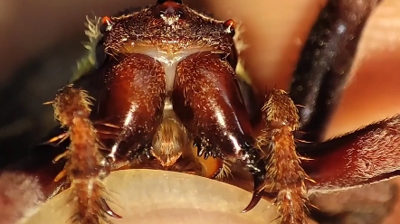 三角鬼蛛雌性变异型