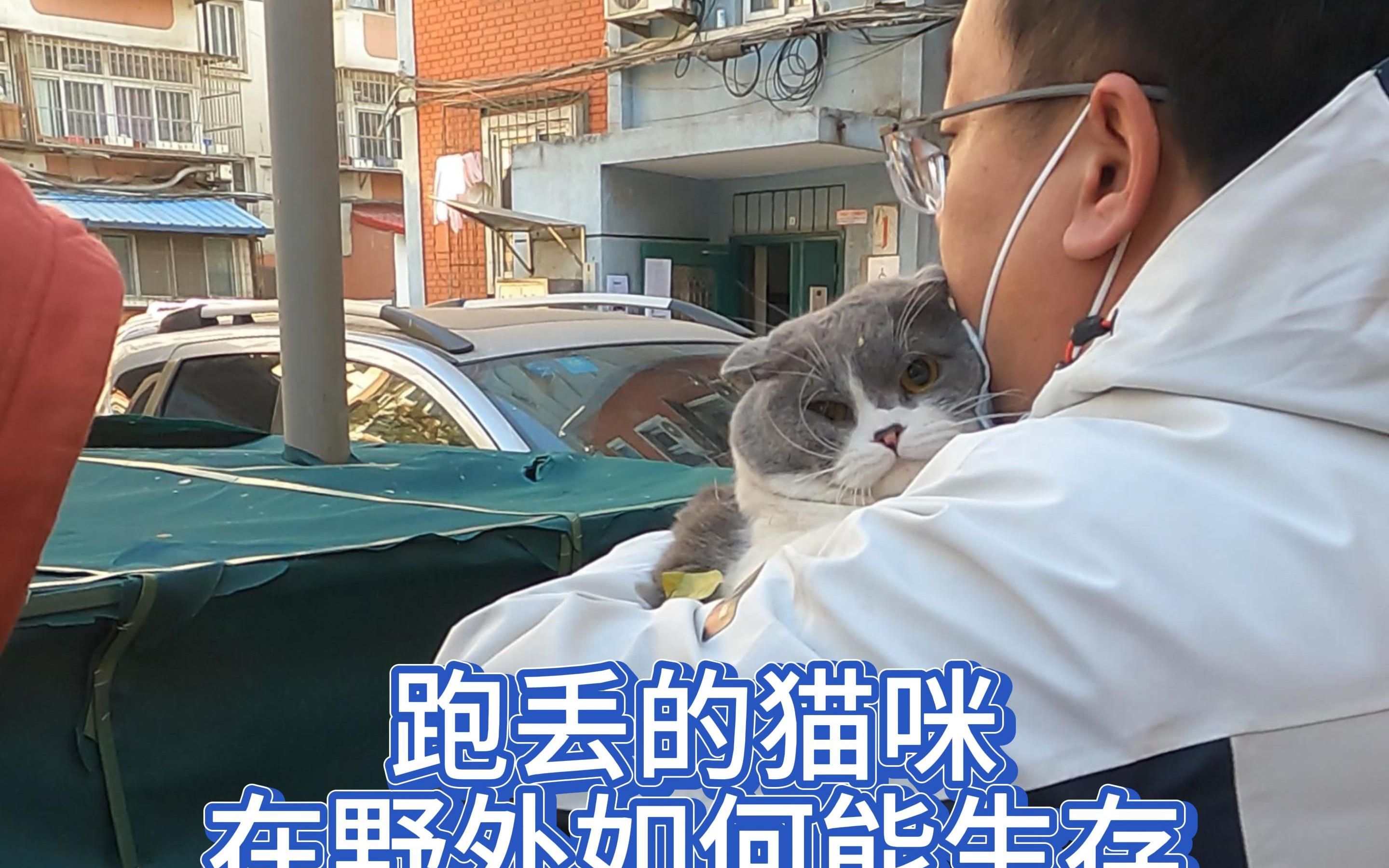 跑丢的猫咪在野外如何能生存