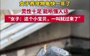 Video herunterladen: 女子养宠物龟快一年了，灵性十足，能听懂人话，“女子：这个小宝贝，一叫就过来