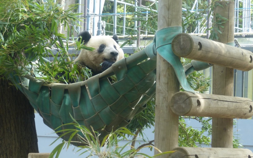 【日本上野动物园】香香1036日龄,1050日龄