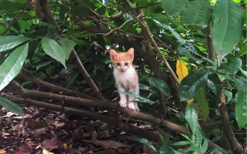图书馆前的橘白小奶猫太萌啦