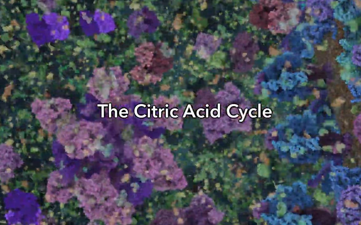 三羧酸循环Citric Acid Cycle哔哩哔哩bilibili