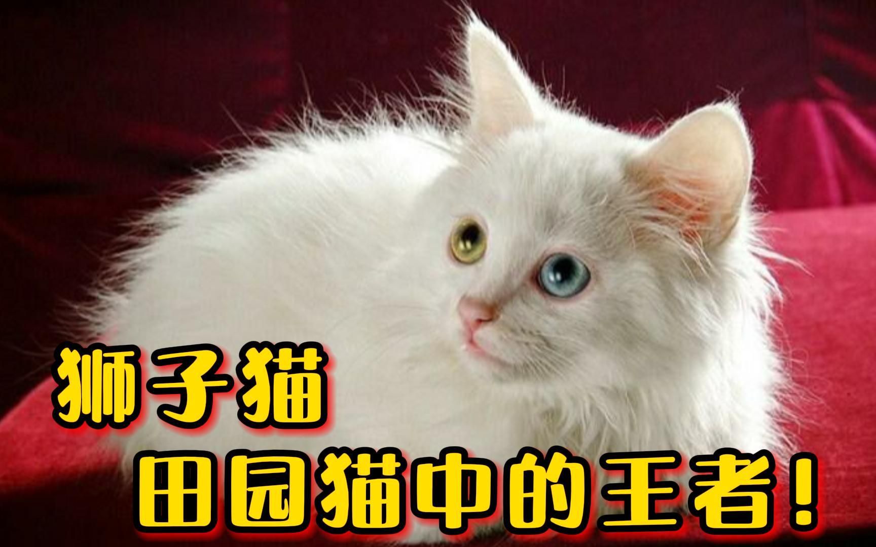 中华田园猫的颜值担当,临清狮子猫,不仅仙美还霸气!哔哩哔哩bilibili