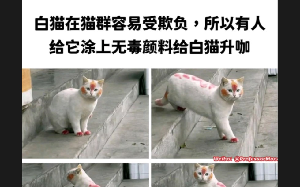 白猫在猫群容易受欺负,所以有人给它涂上无毒颜料给白猫升咖哔哩哔哩bilibili