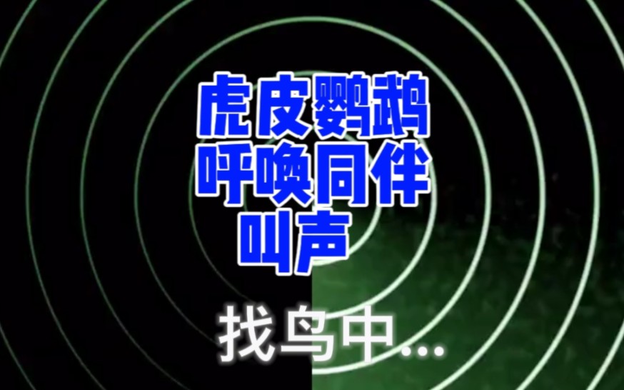 【找鸟用】虎皮鹦鹉叫同伴声音