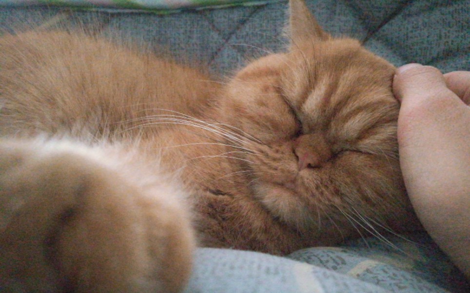 【加菲猫】二宝睡着了真可爱