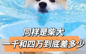 Tải video: 同样是柴犬，一千和四万到底差多少？