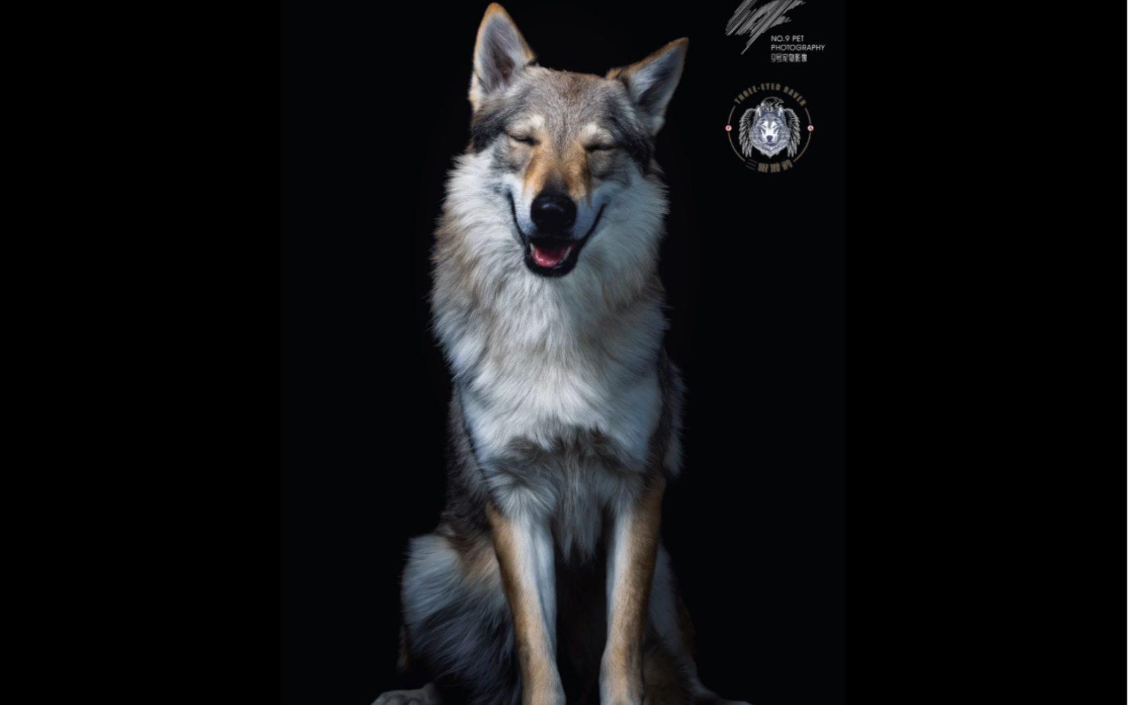 【捷克狼犬】玄机大美人的拍摄现场