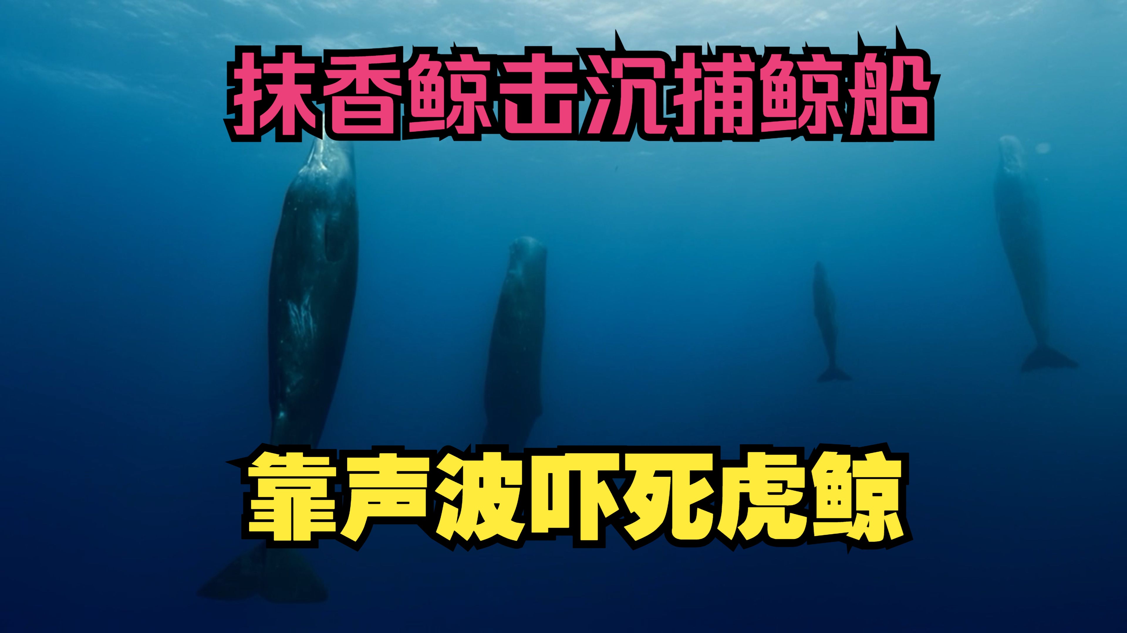 抹香鲸击沉一艘捕鲸船,它居然靠声波击败天敌虎鲸?哔哩哔哩bilibili