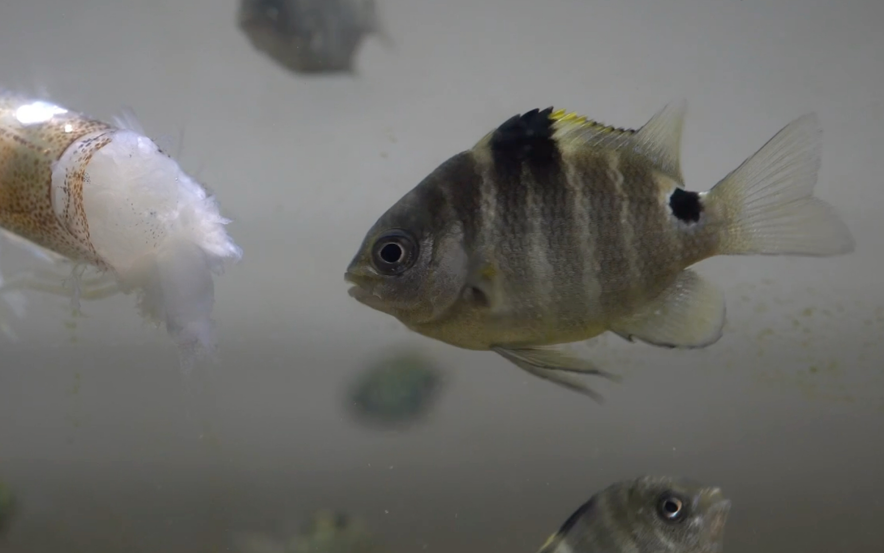 梭地豆娘鱼啃虾头