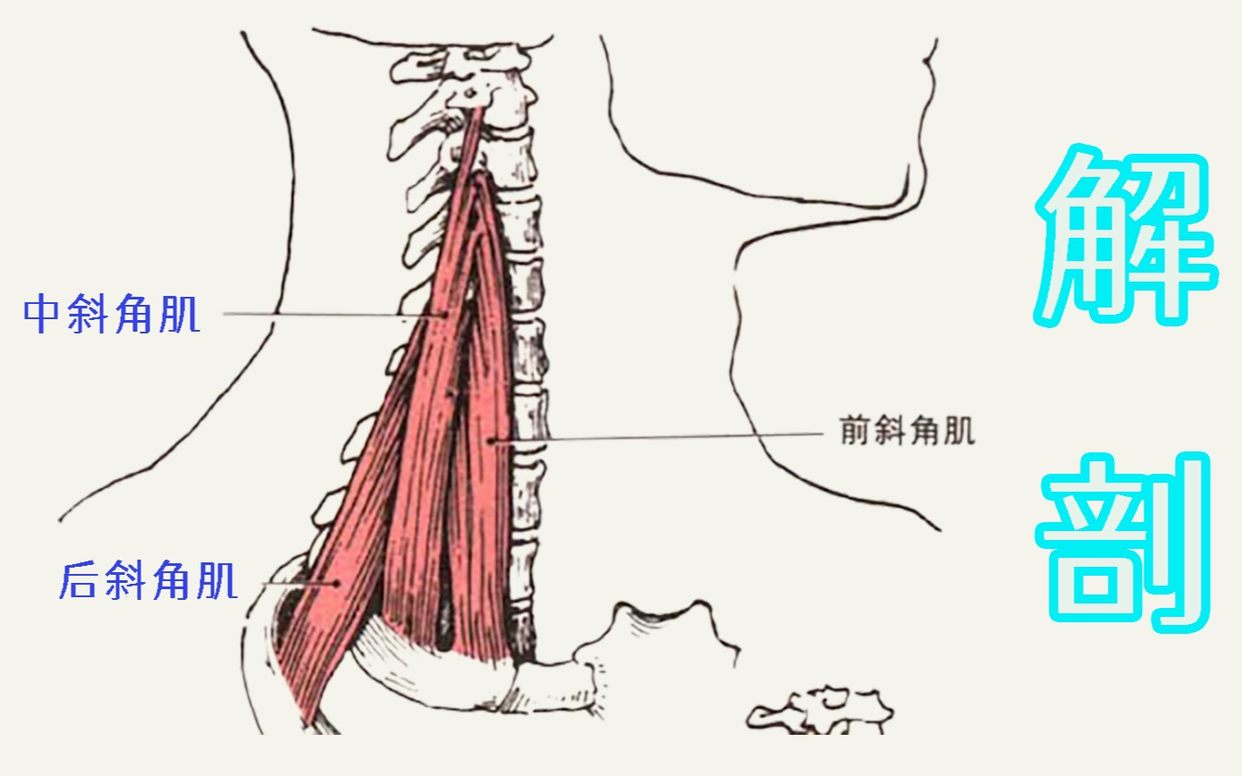 斜角肌功能解剖图解图片