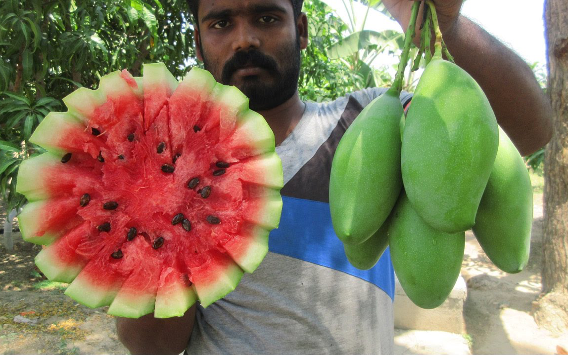 印度乡村西瓜和芒果能做出什么样的咖喱呢