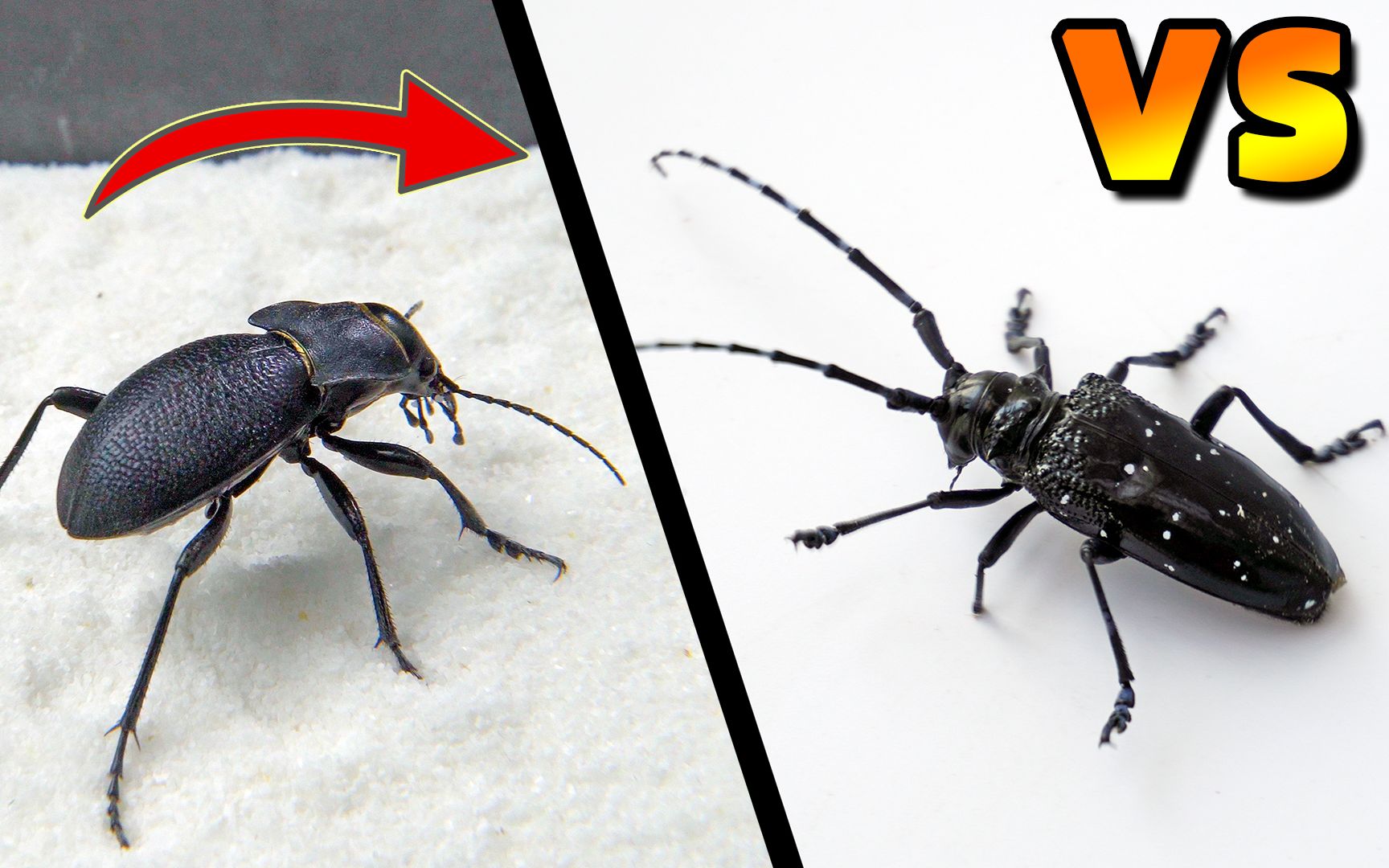 锥步甲 vs 天牛,史诗战役!