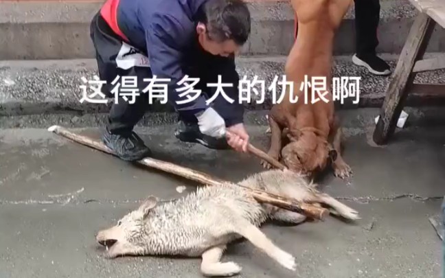 [图]比特犬这么凶的吗