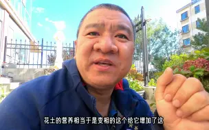 下载视频: 绣球花换盆，新土盖住老土多少好？不盖或盖多了为什么不好？