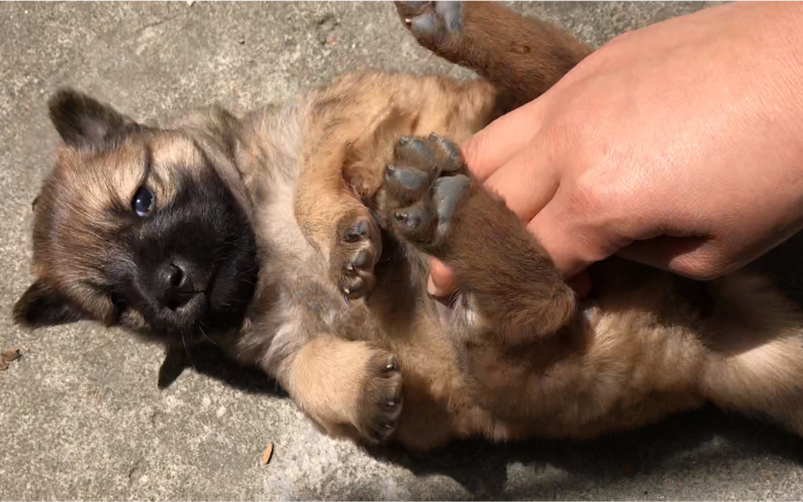 狗子:嗷嗷不要挠我啦,我怕痒