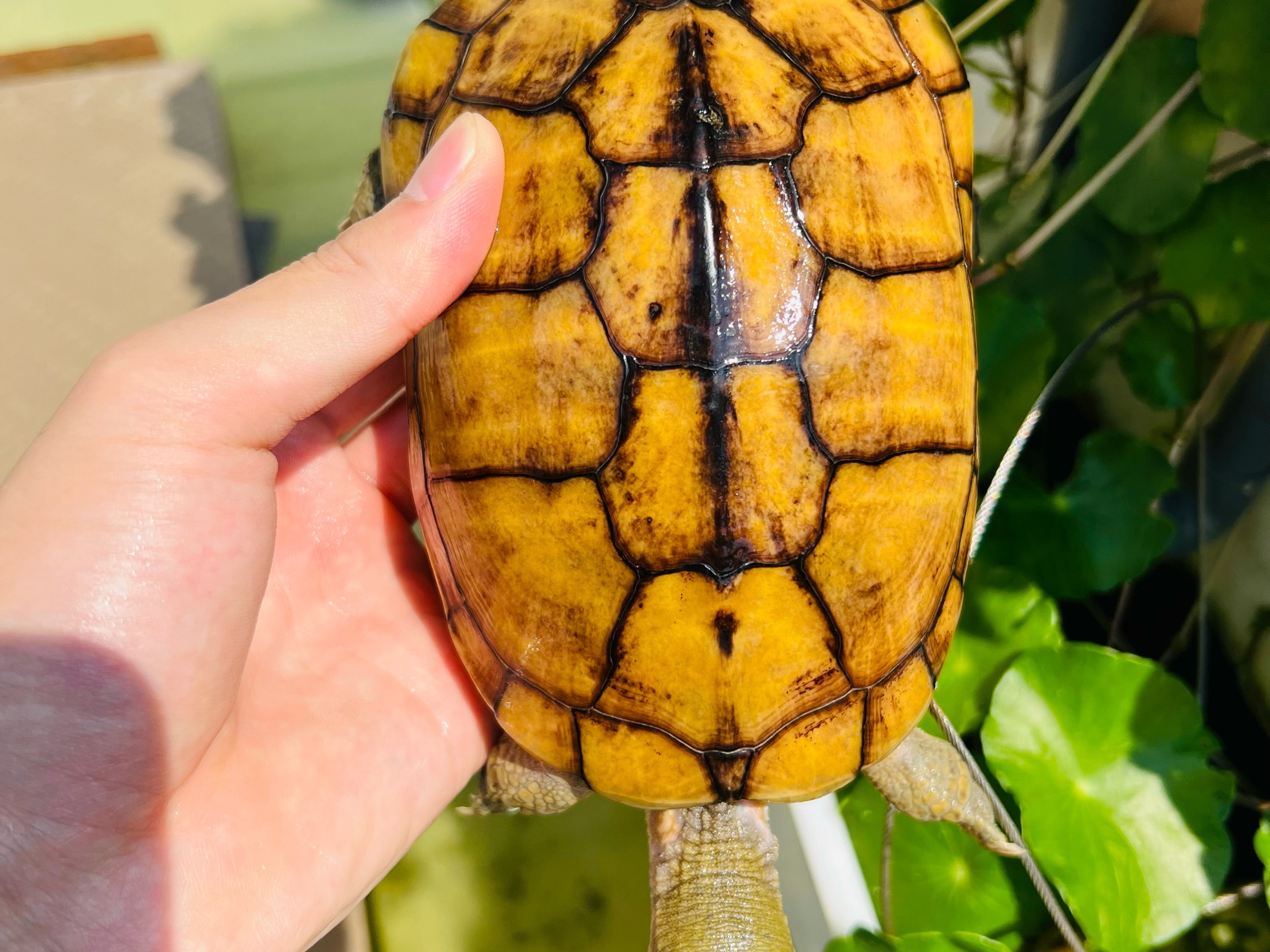 1号黄壳母已就位