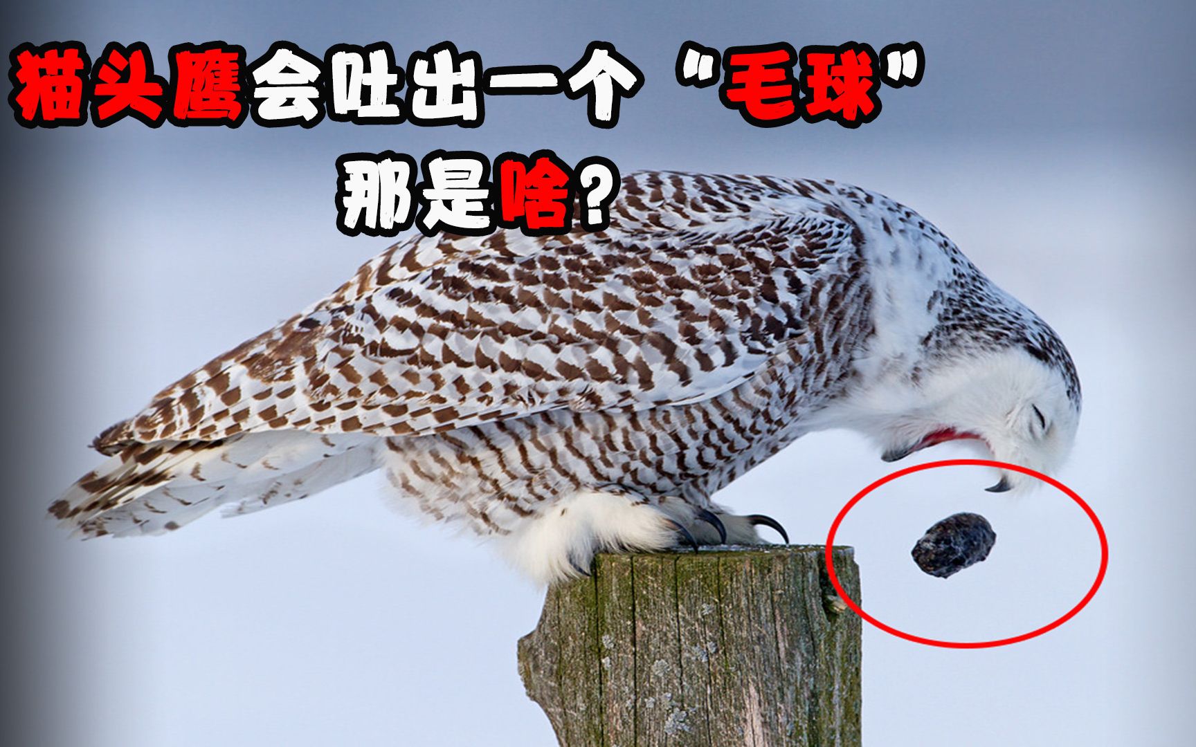猫头鹰会吐出一个"毛球",那是啥?能吃吗?