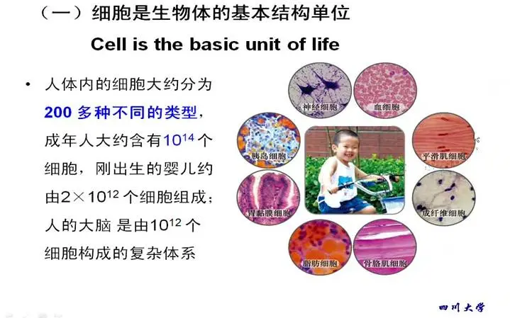 细胞生物学[四川大学·邹方东]_哔哩哔哩_bilibili