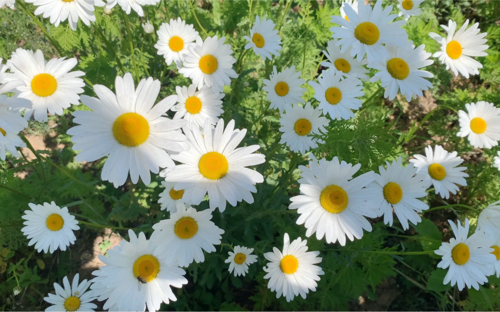 [花]大雏菊哈哈哈