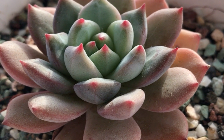 多肉植物 青苹果 Echeveria Scarletta 也叫斯嘉丽 中小型品种 叶颜色青里透粉 叶片中间有一条略凸起的棱线 叶前端泛粉红 出状态颜色为粉青色哔哩哔哩...