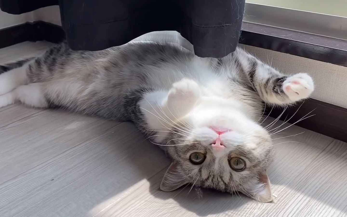 四脚朝天晒太阳的小猫太可爱了