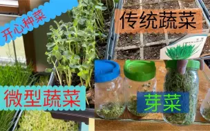 Video herunterladen: 微型蔬菜 - 芽菜 - 传统蔬菜 - 选一种来一起种菜吧！