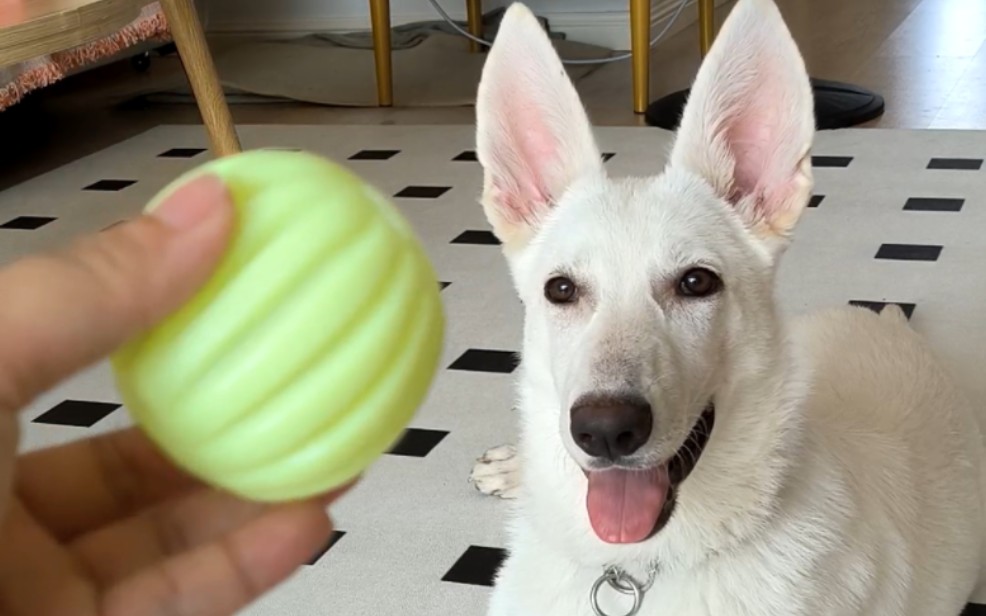 【脆脆鲨】又玩又吃又撒娇的忙忙小狗