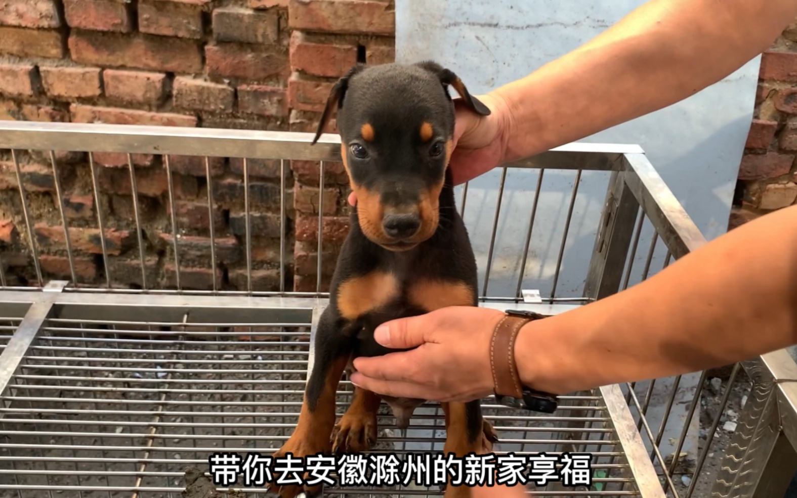 小狗中最有气质的狗狗杜宾犬,家庭伴侣犬哔哩哔哩bilibili