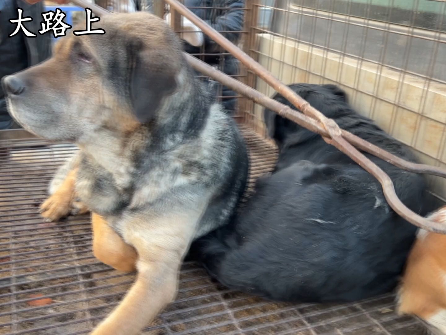 铁夹子夹狗也是体力活,不小心还被咬到,师傅说挣的都是辛苦钱