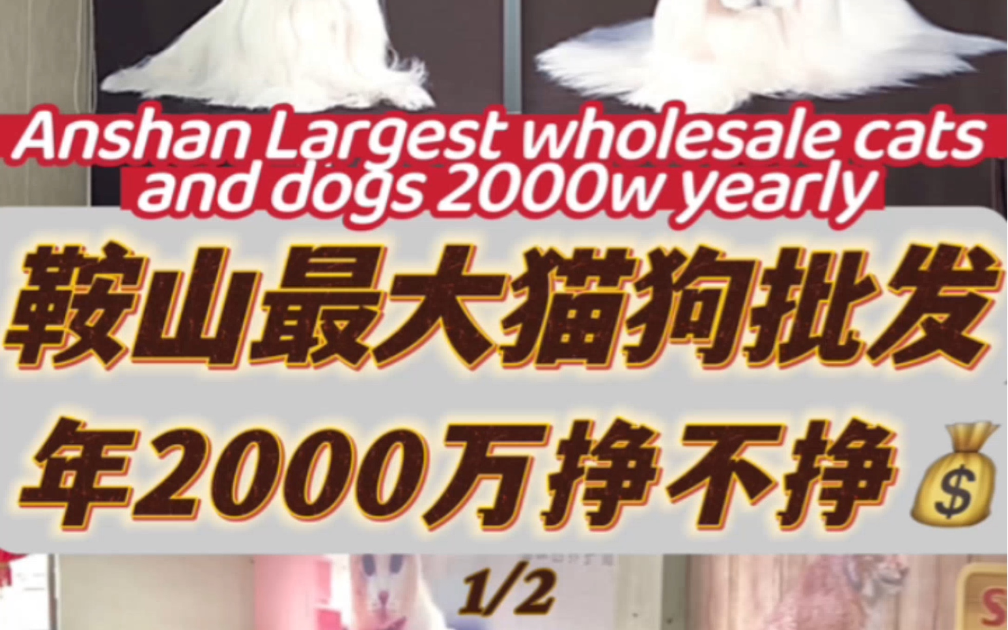 鞍山最大猫狗批发 年2000万挣不挣钱 第一集哔哩哔哩bilibili