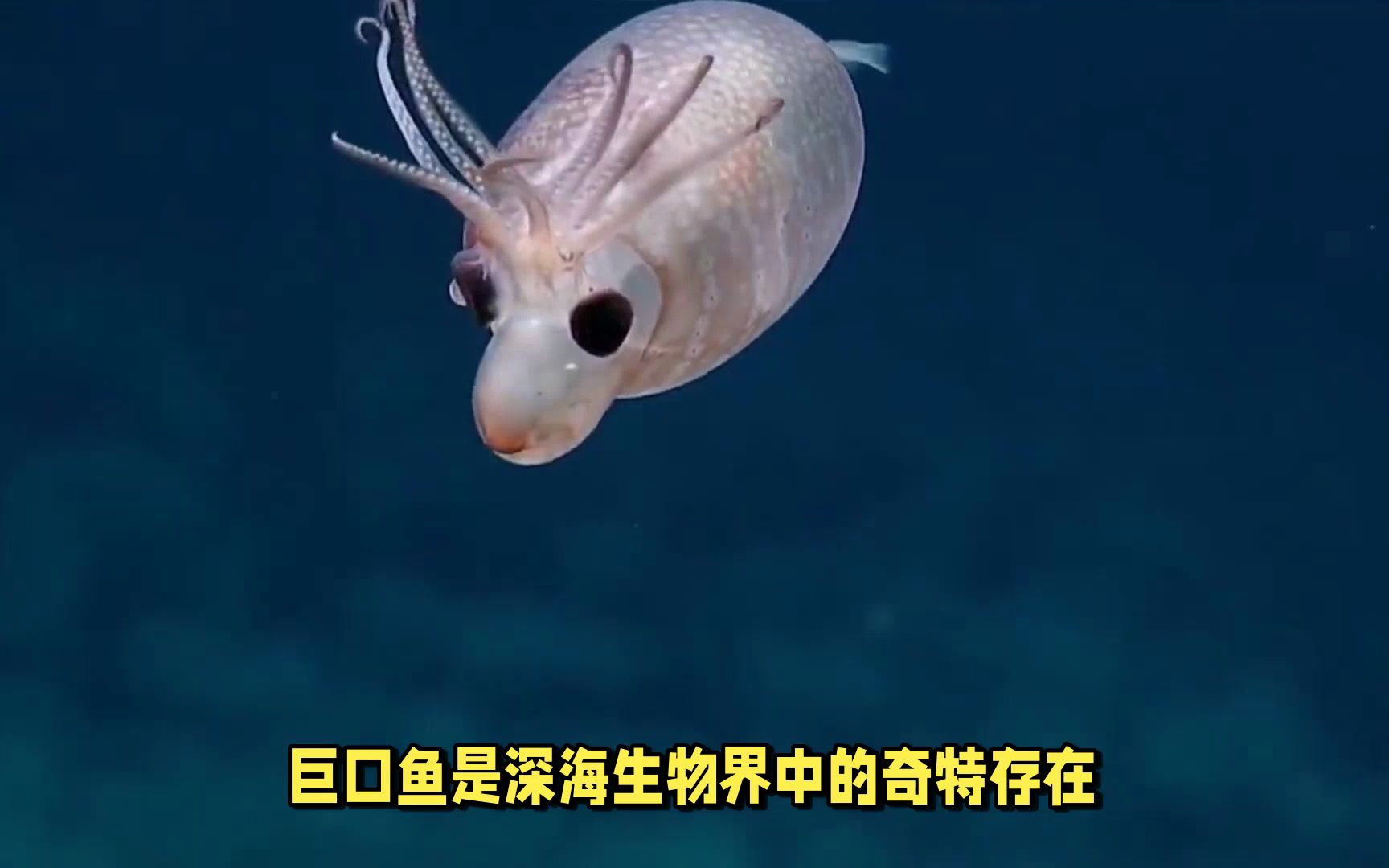 深海食物链顶级捕食者——巨口鱼!