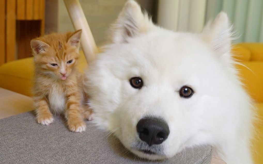 相亲相爱的萨摩耶和小猫咪,萌化了(>^ω^ )