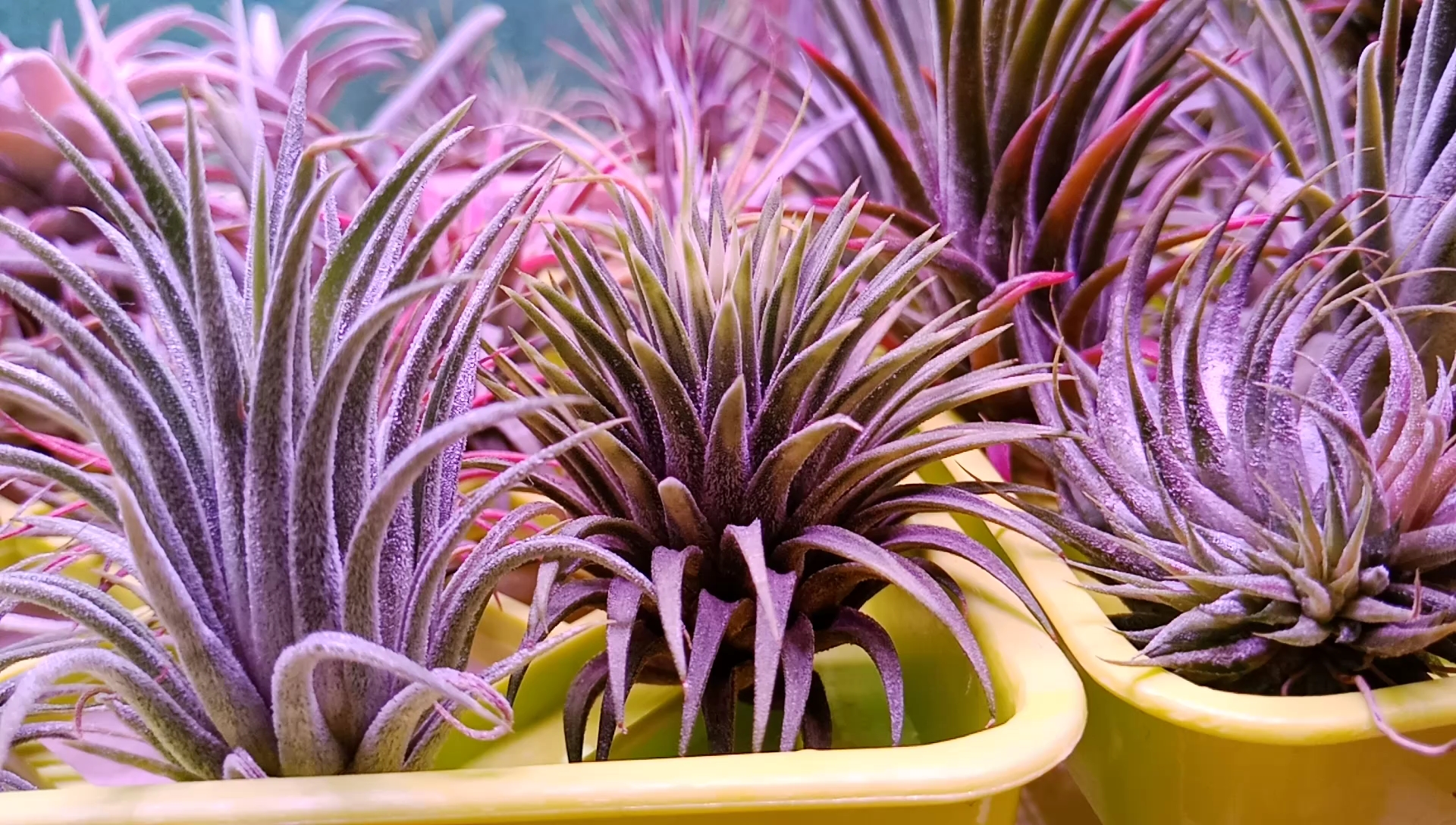 空气凤梨re:白锦精灵88/99/358价位盘点!