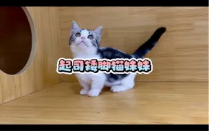 Download Video: 性价比很高的起司矮脚猫，只要1500