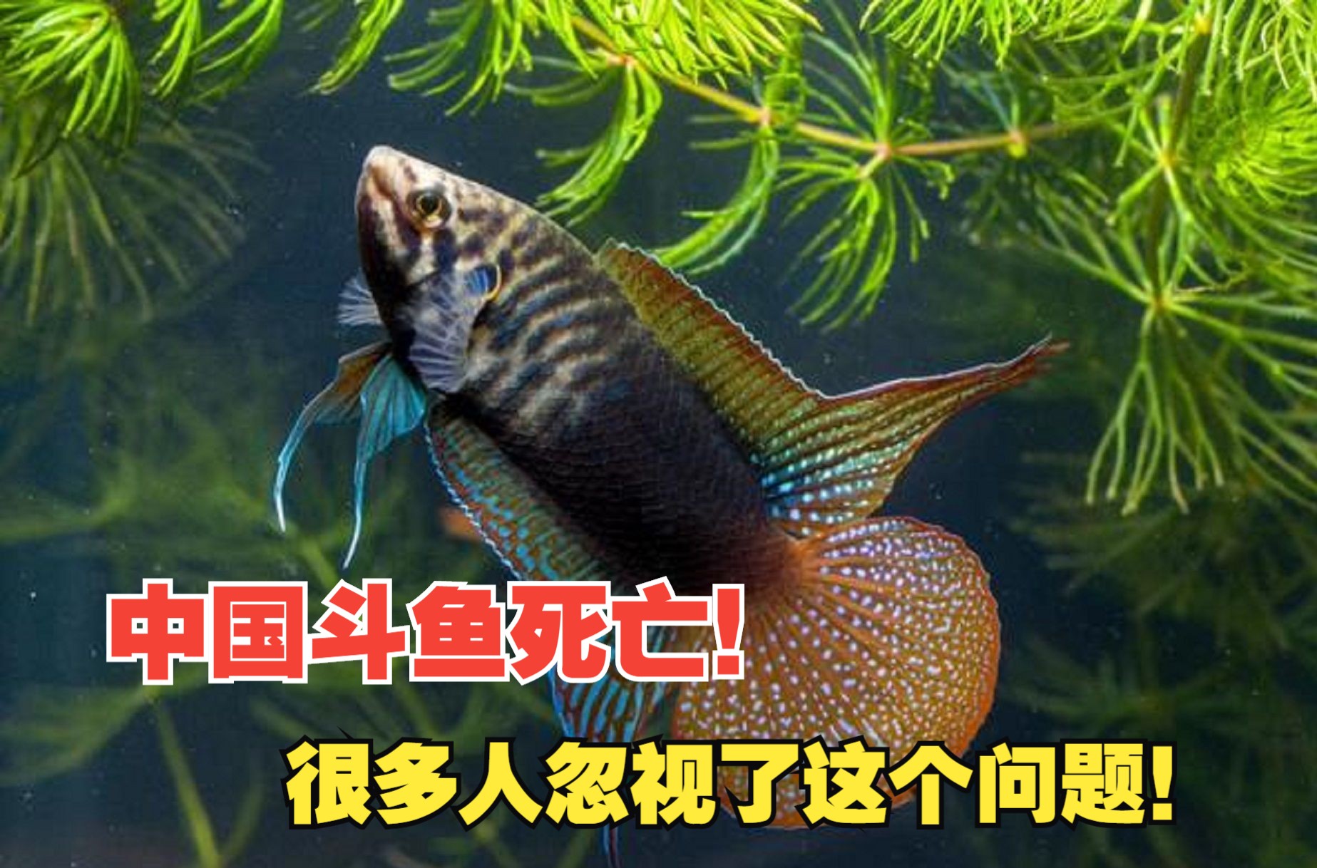 中国斗鱼为什么打架后容易死亡?主要是这个原因没有注意!