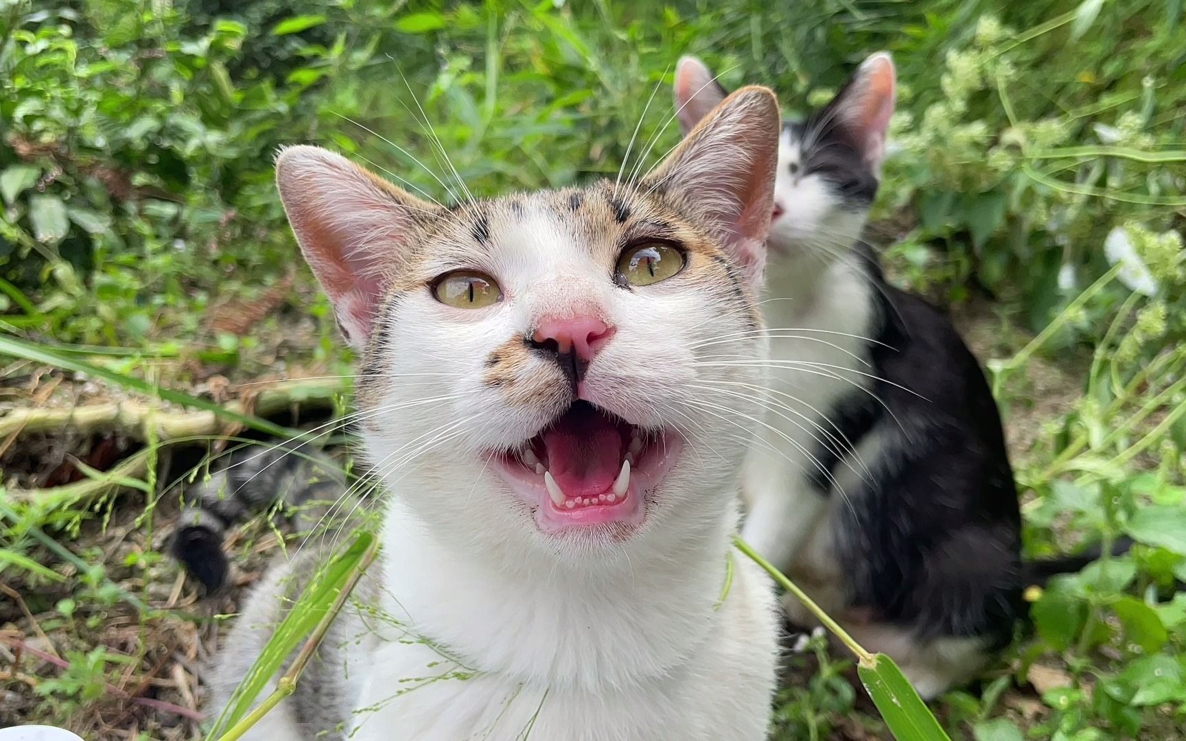 话痨猫咪陪着主人干活 一边卖萌一边装可爱