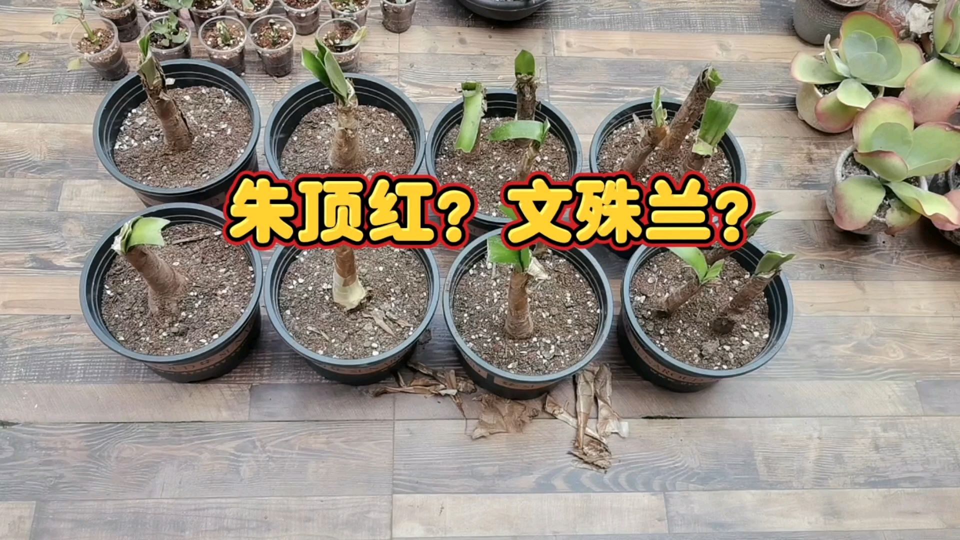 八年老桩种球不是朱顶红而是文殊兰,俗称蜘蛛兰,想扔掉,咋办?