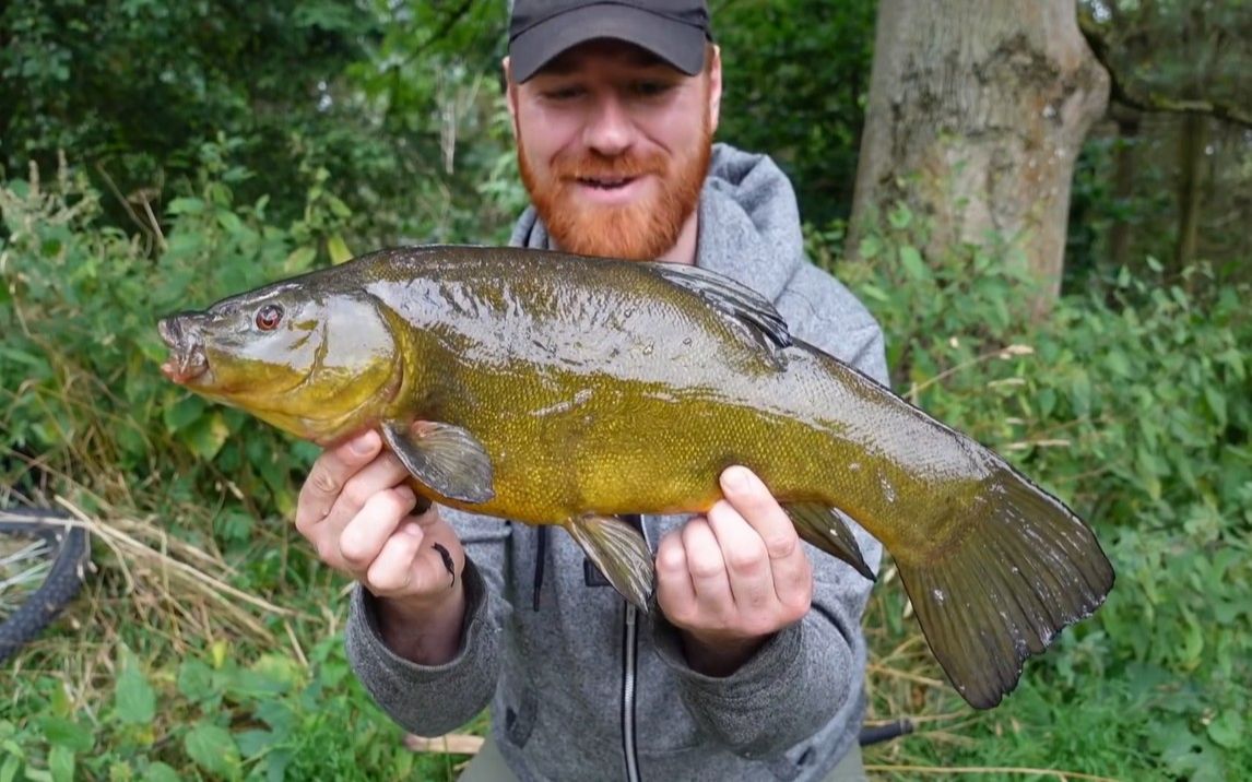 【垂钓】打个窝钓丁桂鱼